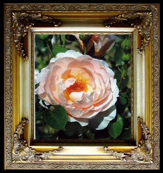 framed  unknow artist Still life floral, all kinds of reality flowers oil painting  350, Ta051